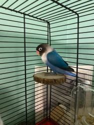 Blue-masked Lovebird young