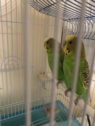 Lovebirds with a cage , both same color you can call me for more k for