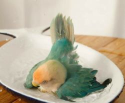 Exotic love bird for rehoming
