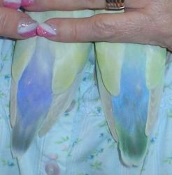 Handfed lovebirds