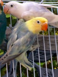 Selling lovebird of different colors and mutations