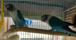 Pair of Love birds &2 babies