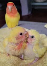 Peachface lovebird babies