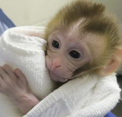 Looking for a Baby Macaque for loving home