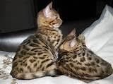 Beautiful M/f Margay Cubs For Sale