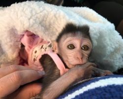 baby java macaque monkeys