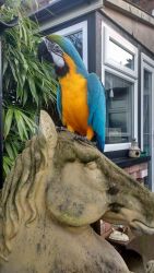 Blue And Gold Macaw Parrots For Sale