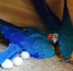Macaw eggs