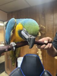 Golden and blue Macaw for sale