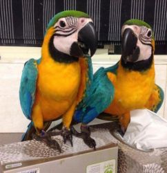 Blue and Gold Macaws parrots
