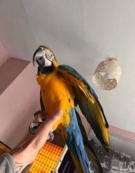 Sweet Pair Blue and Gold Macaw m/f for sale