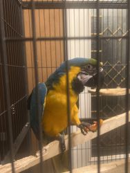 Female macaw for sale