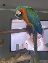 Re homing my macaw