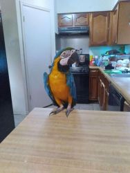 Excellent Macaw parrots ready
