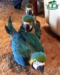 Healthy Blue & Gold macaws