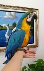 Gorgeously Trained Macaws