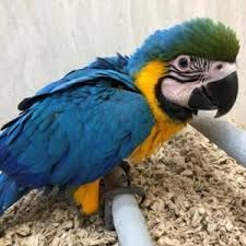 Caption Blue & Gold Macaws
