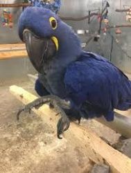 Charming x Hyacinth Macaws