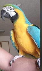 3 year old friendly make macaw blue and gold