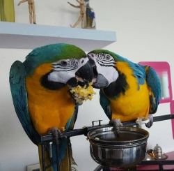Blue And Gold Macaw parrots available now.