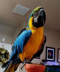 Blue & Gold Macaw --