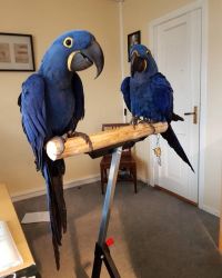 Hyacinth macaw parrots for adoption.