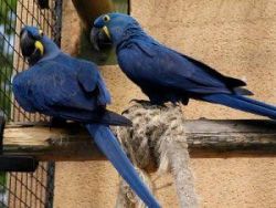Hyacinth macaw parrots for sale.