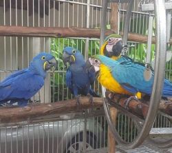 Macaw parrots available now.