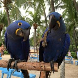 Hyacinth Macaw parrots for adoption