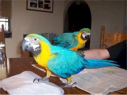 Magnificent Blue and Gold Macaws Available.