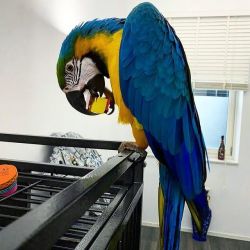 Gold and blue macaw