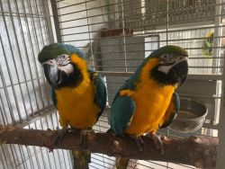 Pair Blue and Gold Macaw Parrots