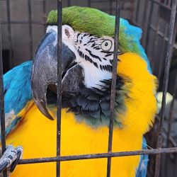 Scarllet Macaw Parrots For Sale