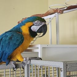 Blue & Gold Scarllet Macaw Parrots For Sale