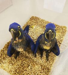 Tamed Macaw Parrots