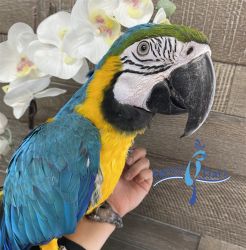 Blue & Gold Macaws now