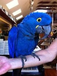 Gorgeous Hyacinth macaws Now