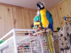 Nice Blue and gold macaws ready