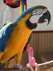 strong Blue & Gold Macaws Now
