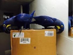 Hyacinth Macaws Now available