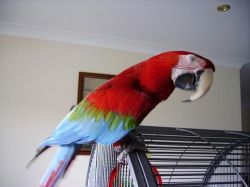 Amazing Closed Ring Green Wing Macaw for sale
