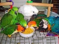 Parrots and Fertile parrot eggs for sale