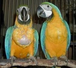 Gorgeous Tamed & Talking Green & Gold Macaw