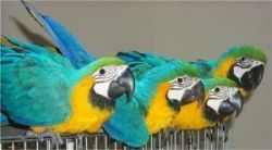 Adorable Blue And Gold Macaw (talking Parrot)
