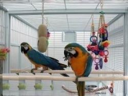 Macaw Parrots for Sale