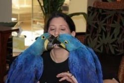Twin Talking Macaw Parrots
