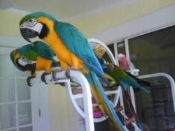 Blue & Gold Macaw Parrot With Large Cage