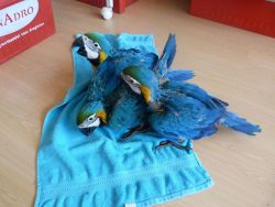 blue and gold macaw parrots for sale