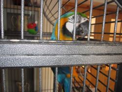 Gorgeous Macaw Parrot for sale