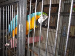 Gorgeous Macaw Parrot for sale